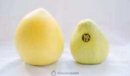 麻豆柚子,探寻柚子界的明星品种